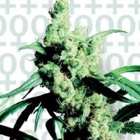 Sensi Seeds Silver Haze #9 female Seeds  