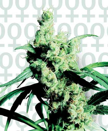 Sensi Seeds Silver Haze #9 female Seeds Sensi Seeds Silver Haze #9 female Seeds
