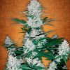 Fast Buds Stardawg female seeds Fast Buds Stardawg female seeds
