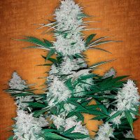 Fast Buds Six Shooter female seeds  