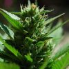 Buddha Seeds Assorted Auto female Mix Buddha Seeds Assorted Auto female Mix