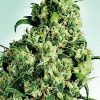 Sensi Seeds Silver Haze #9 female Seeds Sensi Seeds Silver Haze #9 female Seeds