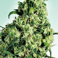 Sensi Seeds Skunk #1 AUTO female Seeds  