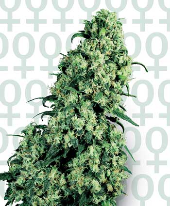 Sensi Seeds Skunk #1 female Seeds Sensi Seeds Skunk #1 female Seeds