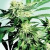 Sensi Seeds Skunk #1 female Seeds Sensi Seeds Skunk #1 female Seeds