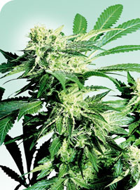 Sensi Seeds Skunk Kush female Seeds Sensi Seeds Skunk Kush female Seeds