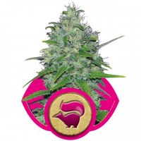 Royal Queen Seeds Skunk XL female Seeds  