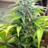 Dutch Passion Skunk #11 female Seeds  