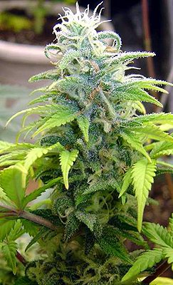 Dutch Passion Skunk #11 female Seeds Dutch Passion Skunk #11 female Seeds