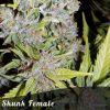 Bulk Seeds Pungent skunk female seeds Bulk Seeds Pungent skunk female seeds