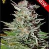 Greenhouse Seed Co. Super Critical female Seeds Greenhouse Seed Co. Super Critical female Seeds