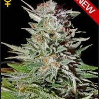 Greenhouse Seed Co. Super Lemon Haze AUTO female Seeds  