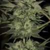 Seedsman Auto Great White female Seeds  
