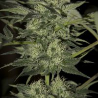 Seedsman Auto Blue female Seeds  
