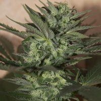 Seedsman Auto Great White female Seeds  