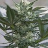 Seedsman Auto Great White female Seeds  