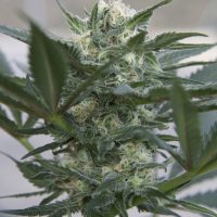Seedsman Auto Kush female Seeds  