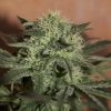 Seedsman Auto Kush female Seeds  