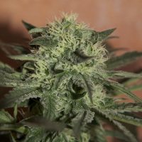 Seedsman Auto Lemon female Seeds  