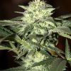 Seedsman Auto Mini Gun female Seeds  