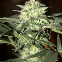 Seedsman Auto Moscow female Seeds  