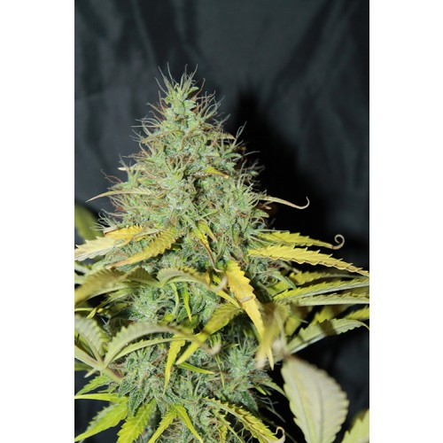 Seedsman Auto Skunk #1 female Seeds Seedsman Auto Skunk #1 female Seeds
