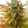 Seedsman Auto Skunk #1 female Seeds Seedsman Auto Skunk #1 female Seeds