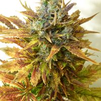 Seedsman Auto Sour Diesel Haze female Seeds  