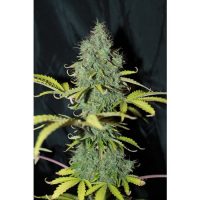 Seedsman Auto Sweet Tooth female Seeds  