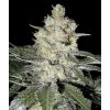 Seedsman Northern Soul female Seeds  