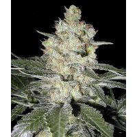 Seedsman Original Skunk #1 female Seeds  