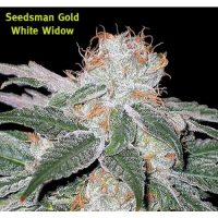 Seedsman White Widow female Seeds  