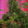 Sweet Seeds S.A.D. female Seeds Sweet Seeds S.A.D. female Seeds