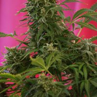 Sweet Seeds Snow Fruit female Seeds  