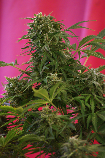 Sweet Seeds Snow Fruit female Seeds Sweet Seeds Snow Fruit female Seeds