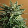 Nirvana Seeds Sterling Haze female Seeds Nirvana Seeds Sterling Haze female Seeds