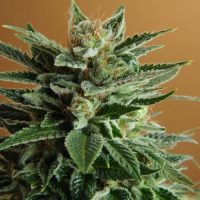 Nirvana Seeds Snow White female Seeds  