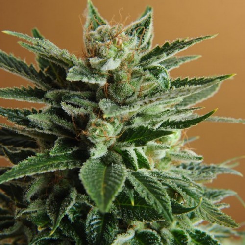 Nirvana Seeds Snow White female Seeds Nirvana Seeds Snow White female Seeds