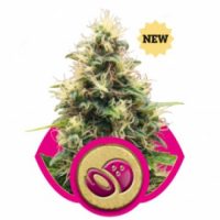 Royal Queen Seeds Somango XL female Seeds  
