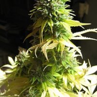 Seedsman Somango female Seeds  