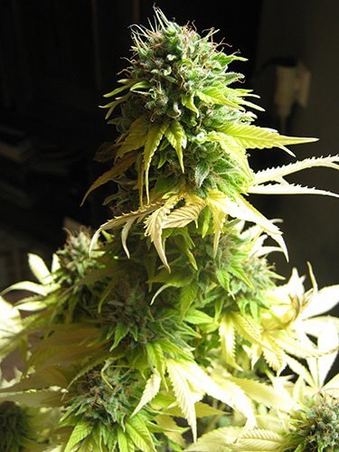 Seedsman Somango female Seeds Seedsman Somango female Seeds