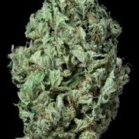 Dinafem Sour Diesel Auto female Seeds  