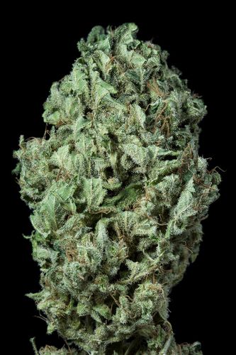 Dinafem Sour Diesel Auto female Seeds Dinafem Sour Diesel Auto female Seeds