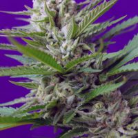 Sweet Seeds Speed Devil #2 Auto female Seeds  