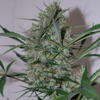 blackskull SPEED HAZE FEMALE  
