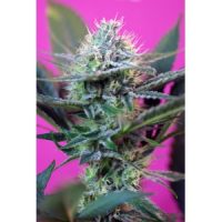 Sweet Seeds Speed + Auto female Seeds  