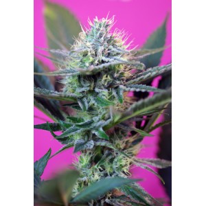 Sweet Seeds Speed Devil #2 Auto female Seeds  