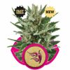 Royal Queen Seeds Sweet Skunk Automatic female Seeds Royal Queen Seeds Sweet Skunk Automatic female Seeds