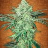Fast Buds Tangie'matic female seeds Fast Buds Tangie'matic female seeds