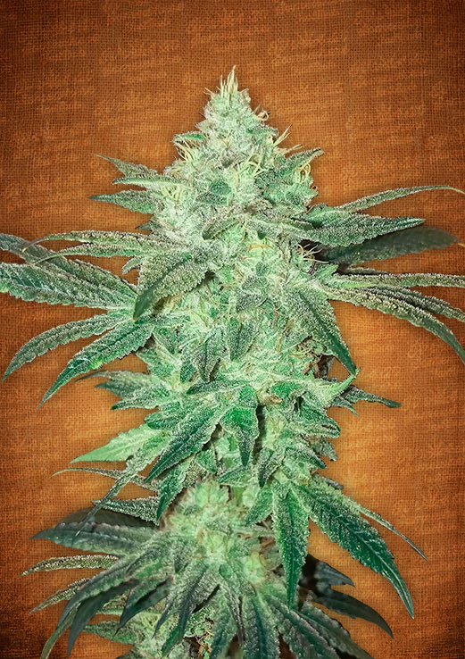 Fast Buds Stardawg female seeds Fast Buds Stardawg female seeds